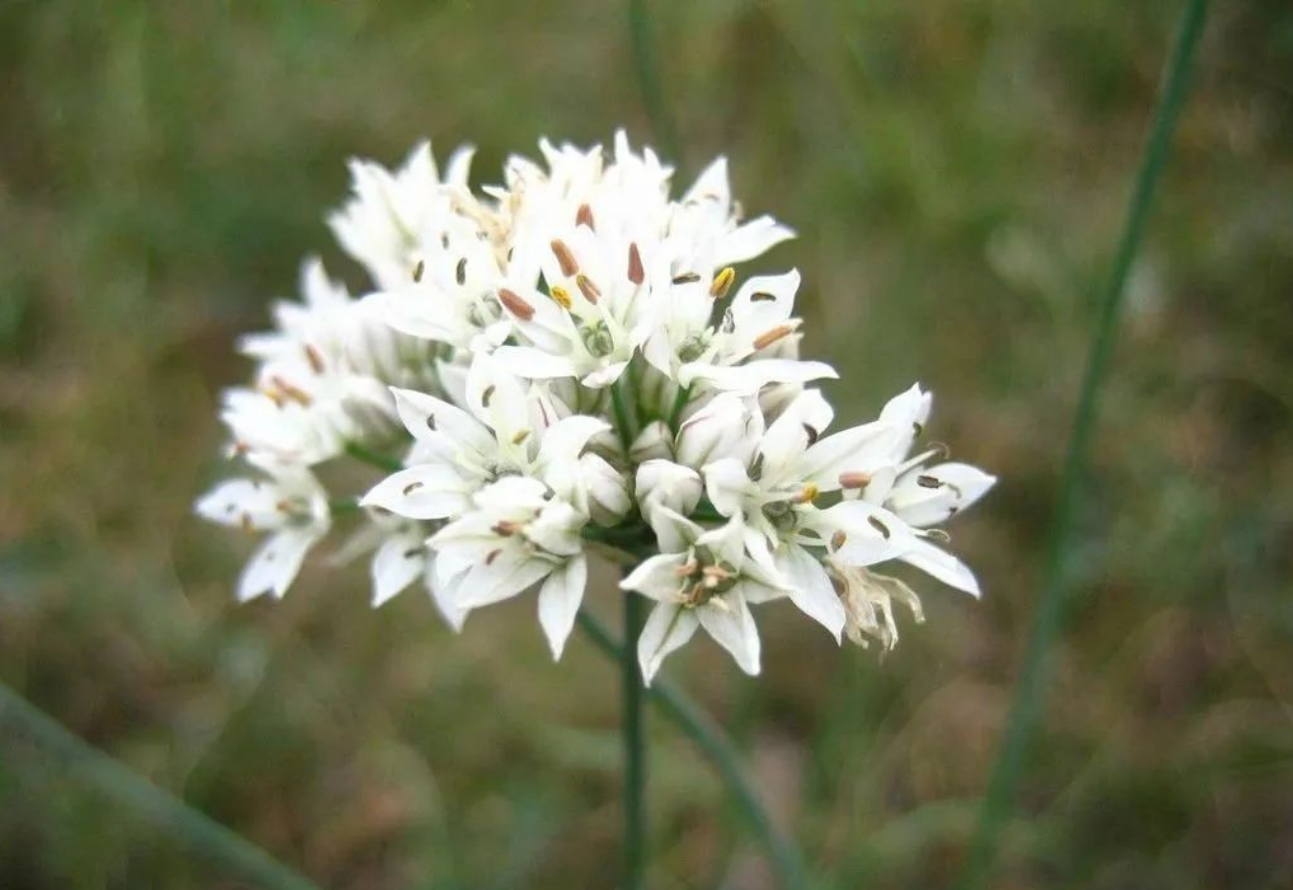 韭菜為什么要控旺？控旺的必要性你知道嗎？